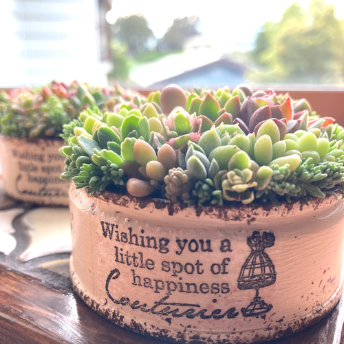 多肉植物 ちまちま寄せ植え◆2点セット 多肉植物 ちまちま寄せ植え◇2点セット