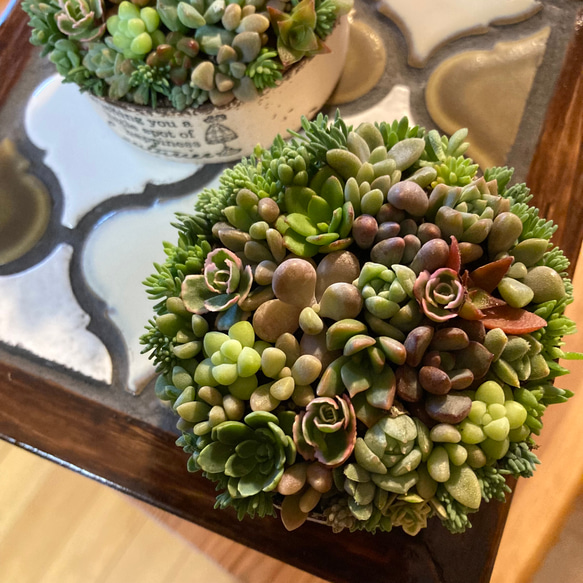 多肉植物 寄せ植え 木箱 ちまちま寄せ ステンシル オリジナル 多肉植物 寄せ植え 木箱 ちまちま寄せ ステンシル オリジナル