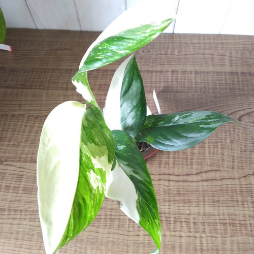 【現品・鉢まま出荷】希少　モンステラ　レクレリアナ　バリエガータ② 現品お届け】モンステラ レクレリアナ バリエガータ Monstera