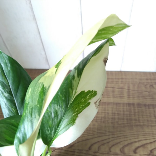 現品】③激レア 珍しい モンステラ【レクレリアナ】バリエガータ 綺麗