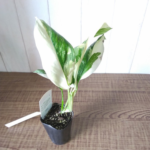 現品】③激レア 珍しい モンステラ【レクレリアナ】バリエガータ 綺麗