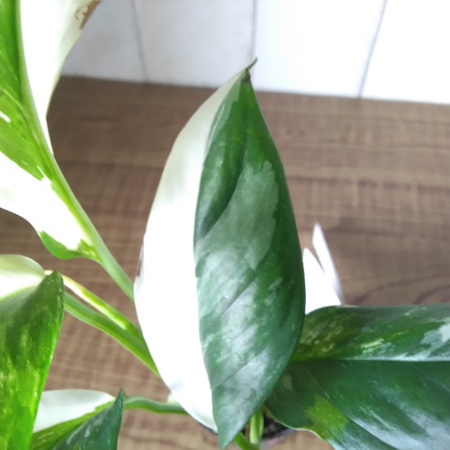 現品】③激レア 珍しい モンステラ【レクレリアナ】バリエガータ 綺麗