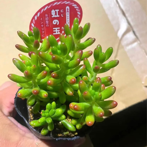 即購入OK❗️ ⭐︎大人気の多肉植物12苗SET⭐︎ オマケに葉挿しの葉10