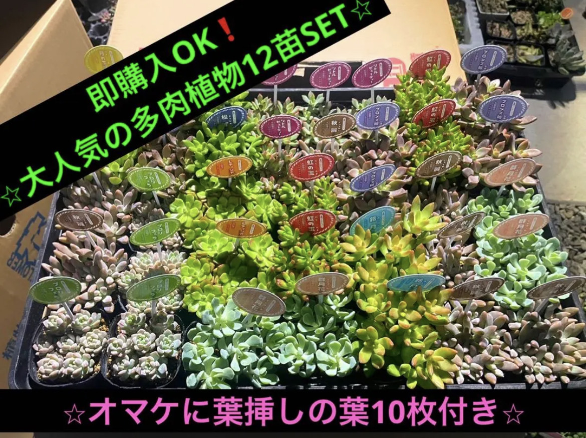 即購入OK❗️ ⭐︎大人気の多肉植物12苗SET⭐︎ オマケに葉挿しの葉10