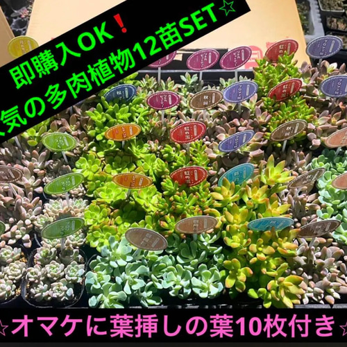 即購入OK❗️ ⭐︎大人気の多肉植物12苗SET⭐︎ オマケに葉挿しの葉10