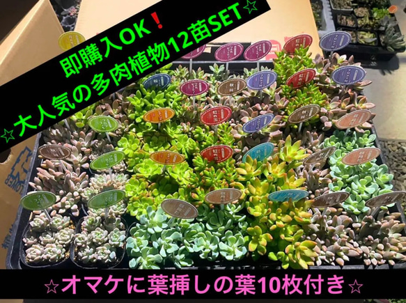 多肉植物　強い子セット⑩ お値下げ♪ 楽天市場】【期間限定P5倍＆MAX10％OFFクーポン】多肉植物 寄せ