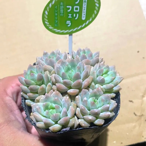 即購入OK❗️ ⭐︎大人気の多肉植物12苗SET⭐︎ オマケに葉挿しの葉10
