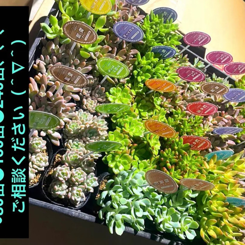 ラスト！多肉植物 葉挿しセット 増量中 42種42枚 No.40 リエール苗