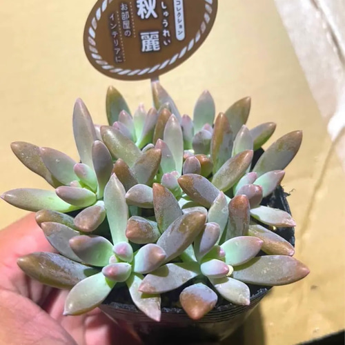 即購入OK❗️ ⭐︎大人気の多肉植物12苗SET⭐︎ オマケに葉挿し