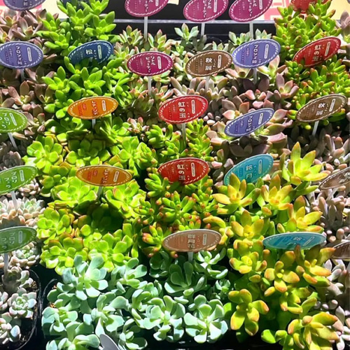 即購入OK❗️ ⭐︎大人気の多肉植物12苗SET⭐︎ オマケに葉挿しの葉10