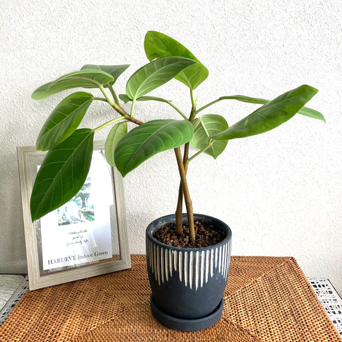 現品　フィカス　ゴムの木　アルテシマ　曲がり　5番　インテリアグリーン　観葉植物 現品 フィカス ゴムの木 アルテシマ 曲がり 5番 インテリア