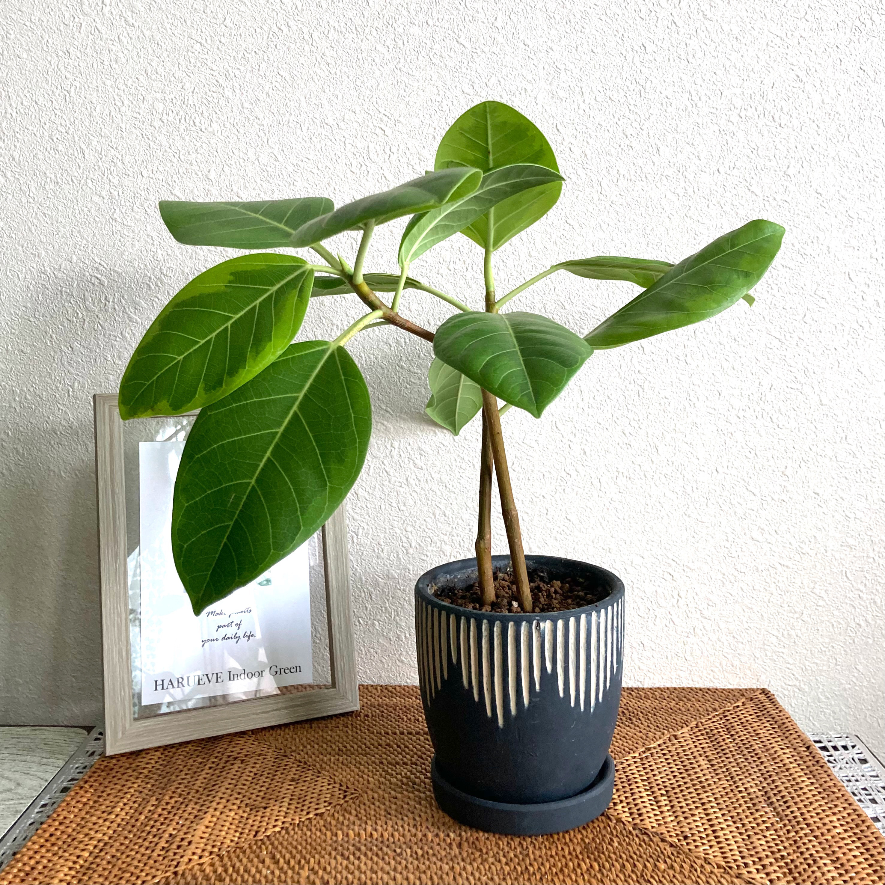 現品　フィカス　ゴムの木　アルテシマ　曲がり　34　インテリアグリーン　観葉植物 現品 フィカス ゴムの木 アルテシマ フィカスアルテシマ 曲がり