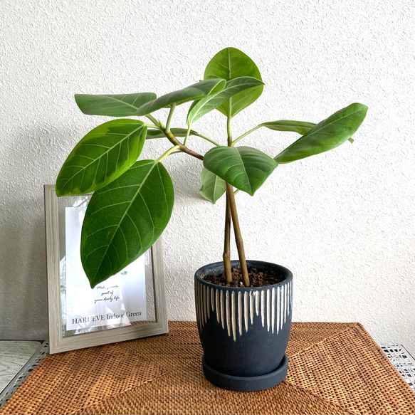 フィカス・アルテシマ 観葉植物 お洒落なインテリアグリーン