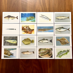 右脳が目覚める‼︎フラッシュカード　魚介類50枚 3枚目の画像