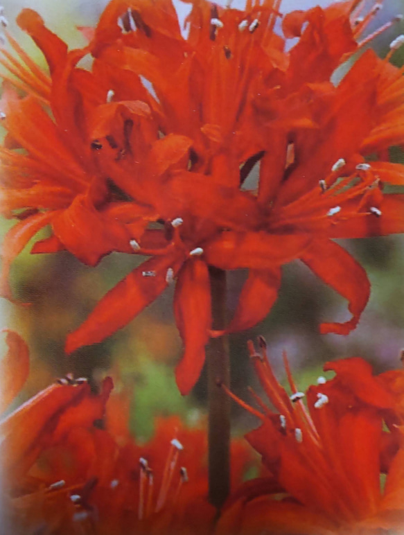 サルシニエンシス【橙  オレンジ】初冬 冬枯れの庭に１ヶ月に渡り咲き続ける驚異のボリューム 1枚目の画像