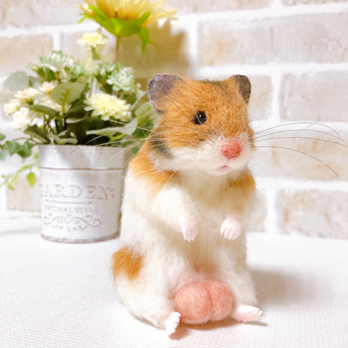 タマ座布団 ノーマルバンデッド ゴールデンハムスター 羊毛フェルト