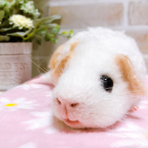 白×クリーム モルワッサンポーズ寝 モルモット 羊毛フェルト 羊毛