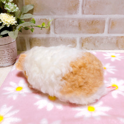 白色 x 奶油色 Morwassan Pose 睡眠天竺鼠羊毛氈 第11張的照片