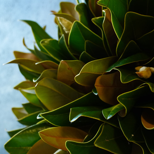 マグノリア（タイサンボク）リース 直径30cm 秋冬インテリアにおすすめ