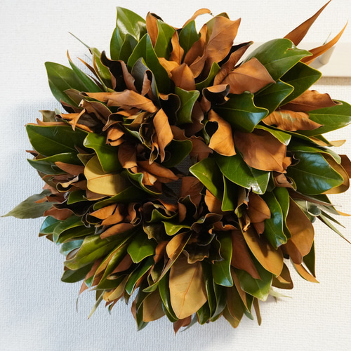 マグノリア（タイサンボク）リース 直径30cm 秋冬インテリアにおすすめ