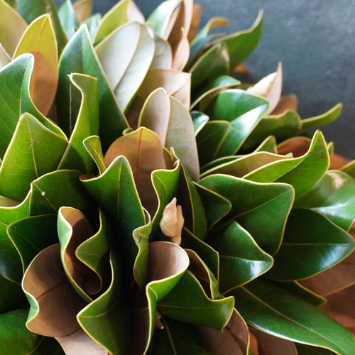 マグノリア（タイサンボク）リース 直径30cm 秋冬インテリアにおすすめ