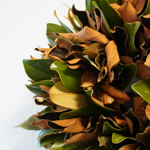 マグノリア（タイサンボク）リース 直径30cm 秋冬インテリアにおすすめ