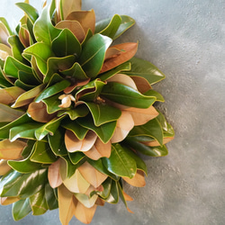 マグノリア（タイサンボク）リース 直径30cm 秋冬インテリアにおすすめ