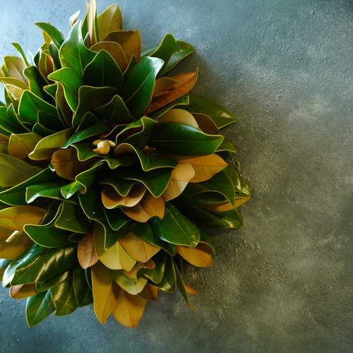 マグノリア（タイサンボク）リース 直径30cm 秋冬インテリアにおすすめ