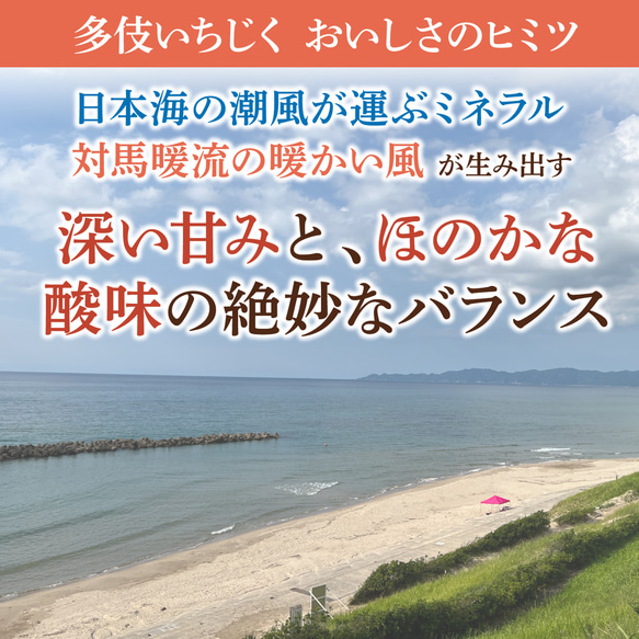 多伎いちじくフルーツチョコレート｜ドライフルーツ 人気 通販 敬老の日 お歳暮 クリスマス バレンタイン 4枚目の画像