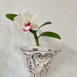 クレイの花(粘土)デンドロビウム蘭 1枚目の画像