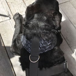 小型犬・中型犬・大型犬の首輪、リード、ハーフチョーク 、バックル付きハーフチョーク大型犬ハーネス　プリントアーモンド 7枚目の画像