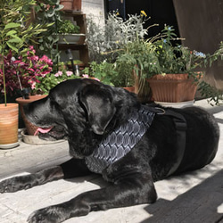 小型犬・中型犬・大型犬の首輪、リード、ハーフチョーク 、バックル付きハーフチョーク大型犬ハーネス　プリントアーモンド 6枚目の画像