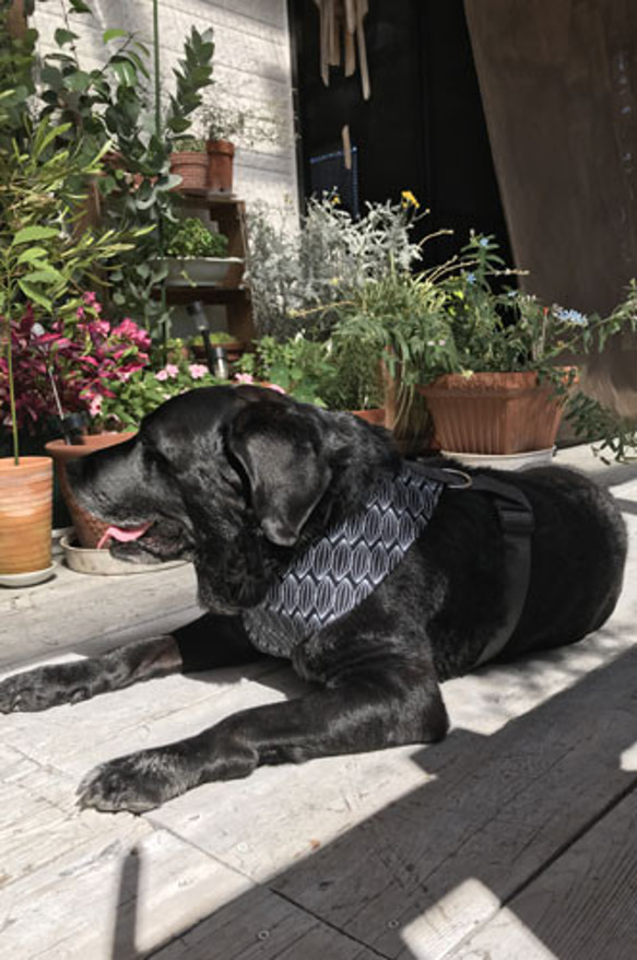 小型犬・中型犬・大型犬の首輪、リード、ハーフチョーク 、バックル付きハーフチョーク大型犬ハーネス　プリントアーモンド 6枚目の画像