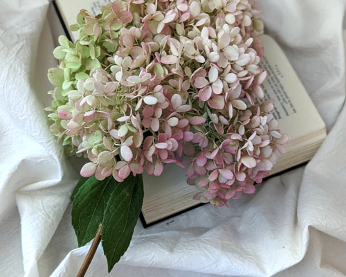 ドライフラワー ドライフラワーのバスケット | ichirin's STORE