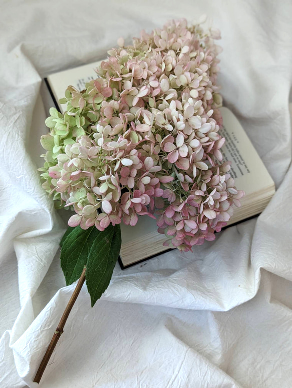 数量限定】ピラミッド紫陽花1本 ドライフラワー 花材 スワッグ