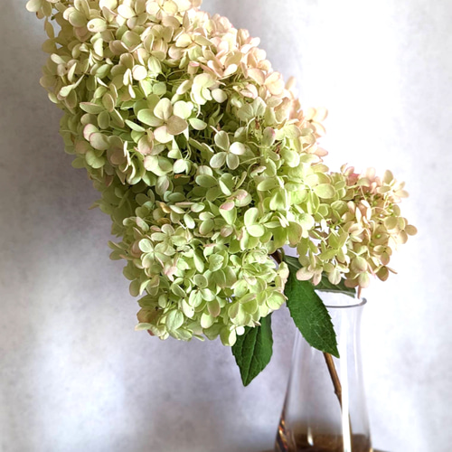 数量限定】ピラミッド紫陽花1本 ドライフラワー 花材 スワッグ