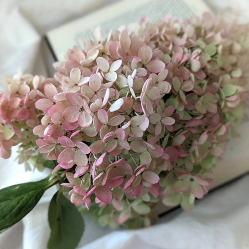 紫陽花ドライフラワーフラワー♪ 数量限定】ピラミッド紫陽花1本 ドライフラワー 花材 スワッグ