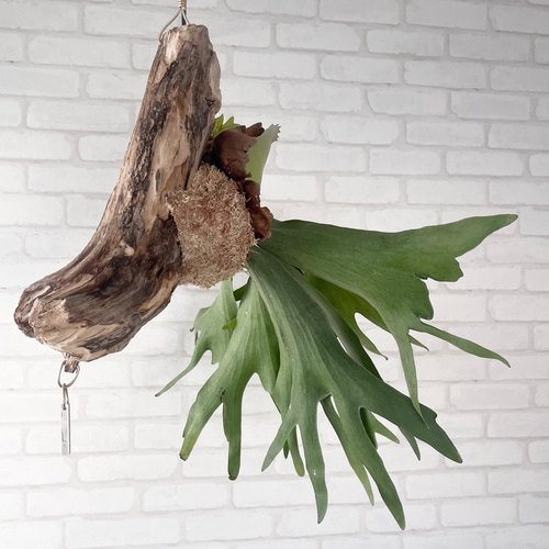 ビカクシダ コウモリラン 流木付け 観葉植物 ハンギンググリーン