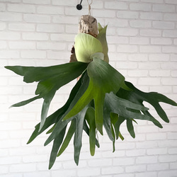 ビカクシダ コウモリラン 流木付け 観葉植物 ハンギンググリーン