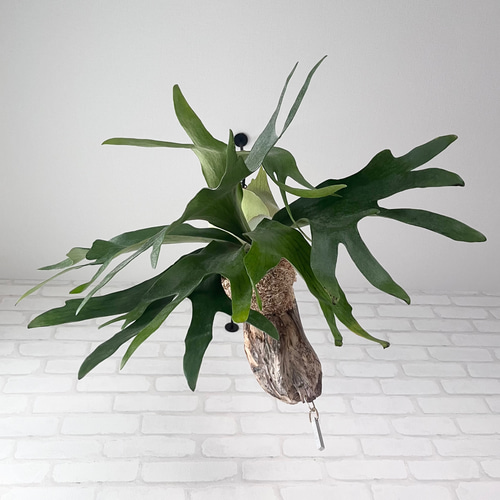 a細葉　特大　観葉植物　ビカクシダ　コウモリラン　ハンギング 鉢物・観葉植物（ハンギング） ビカクシダ（コウモリラン）
