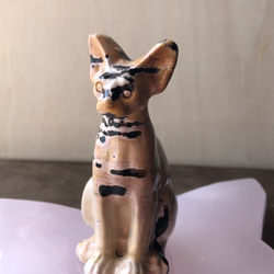 レア！！ピクチャージャスパー☆ねこちゃん☆瀧川神社にて浄化