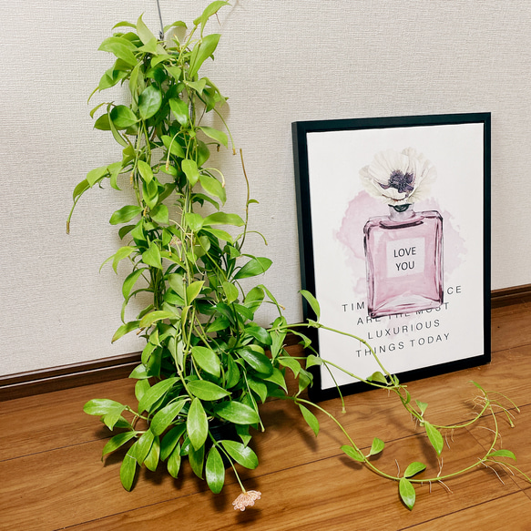 在庫］【希少】ホヤ ロザリオオレンジ 観葉植物 吊り下げ