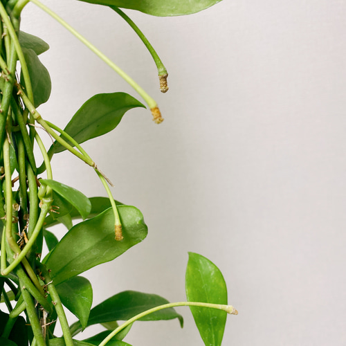 在庫］【希少】ホヤ ロザリオオレンジ 観葉植物 吊り下げ