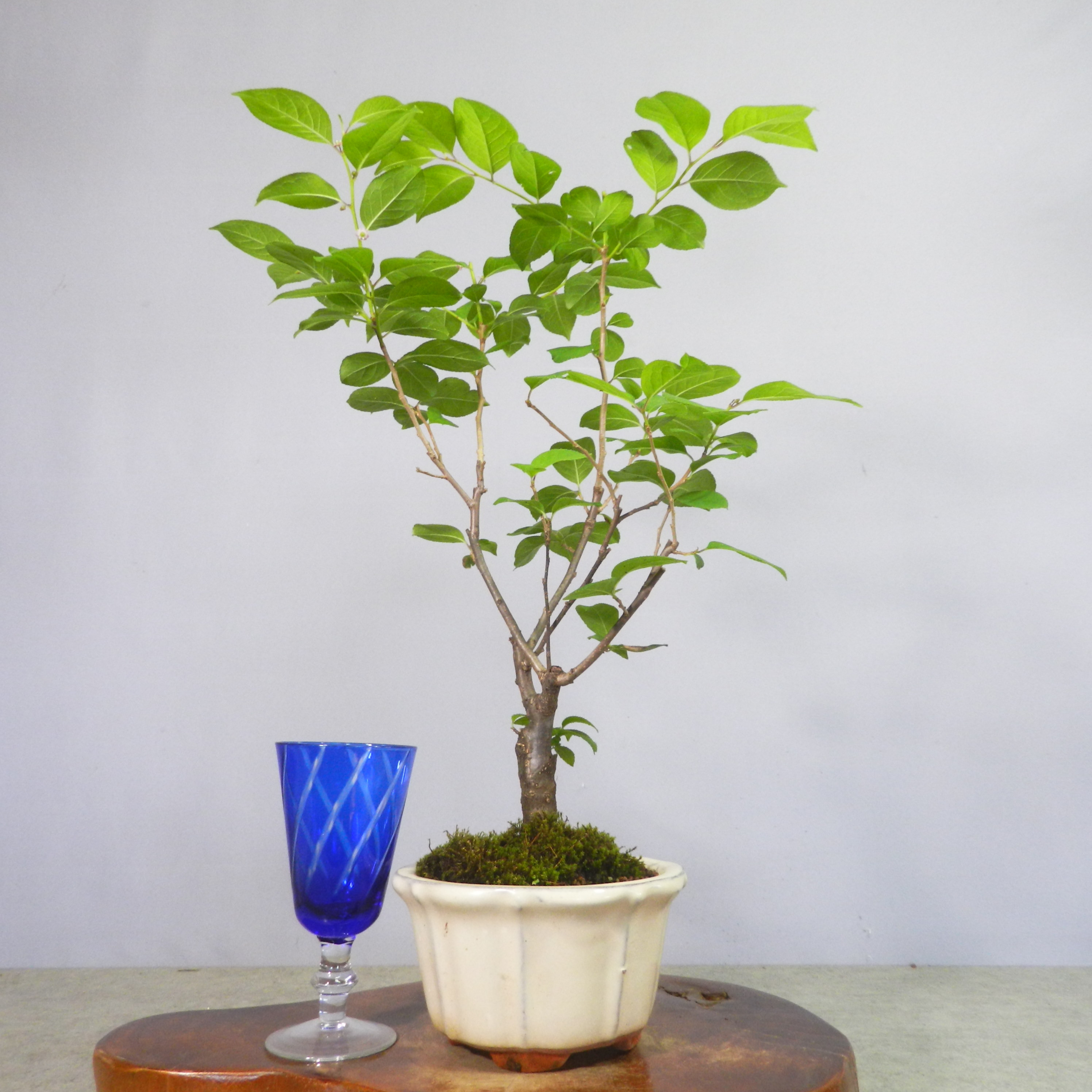 盆栽 梅擬 樹高 約48cm うめもどき Ilex serrata ウメモドキ 石