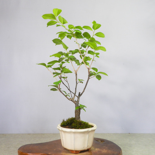 ☆ENGEI ichioki☆ウメモドキ・小品盆栽◇育てやすい盆栽種◇ その他