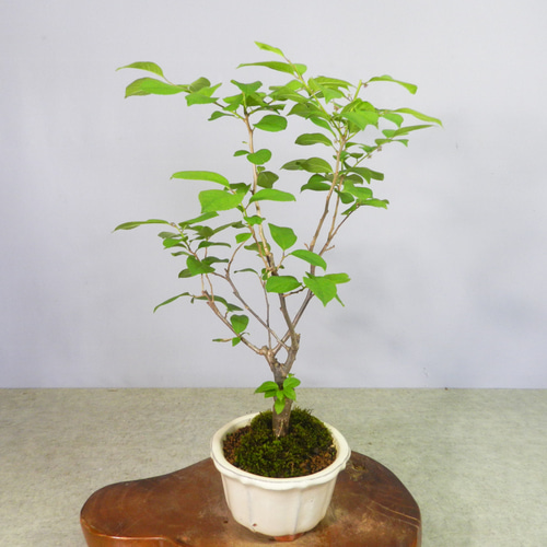 ウメモドキ　[株立ち]　大品盆栽 ウメモドキ [株立ち] 大品盆栽 ウメモドキ [株立ち] 大品盆栽