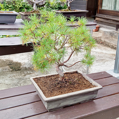 螺旋丸 五葉松 樹齢10年 中品盆栽 鉢付き 盆栽 松工房 -Pine 螺旋丸 五葉松 樹齢10年 中品盆栽 鉢付き 盆栽 松工房 -Pine