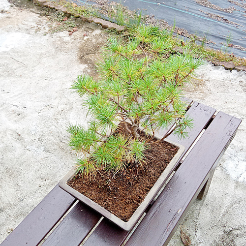螺旋丸 五葉松 樹齢10年 中品盆栽 鉢付き 盆栽 松工房 -Pine 螺旋丸 五葉松 樹齢10年 中品盆栽 鉢付き 盆栽 松工房 -Pine