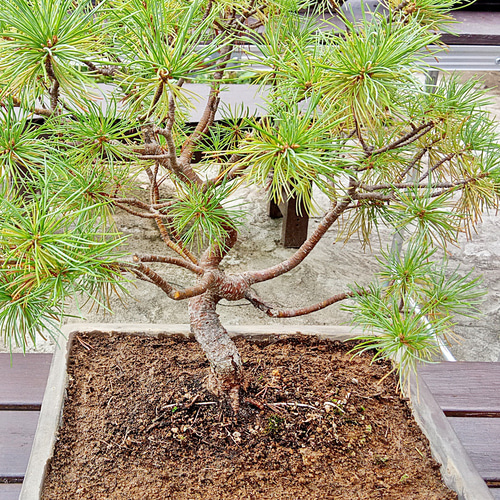 螺旋丸 五葉松 樹齢10年 中品盆栽 鉢付き 盆栽 松工房 -Pine 螺旋丸 五葉松 樹齢10年 中品盆栽 鉢付き 盆栽 松工房 -Pine