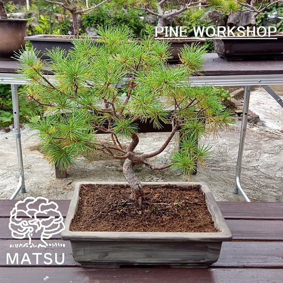 螺旋丸 五葉松 樹齢10年 中品盆栽 鉢付き 盆栽 松工房 -Pine